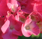 pink as pink can --- Blumen-Meer in bayerischen Gärten pink as pink can --- Blumen-Meer in bayerischen Gärten